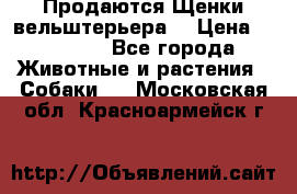 Продаются Щенки вельштерьера  › Цена ­ 27 000 - Все города Животные и растения » Собаки   . Московская обл.,Красноармейск г.